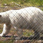 A polar bear.