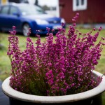Vilsamt med ljung.